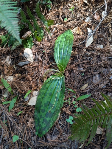 Scoliopus bigelovii, photograph 4