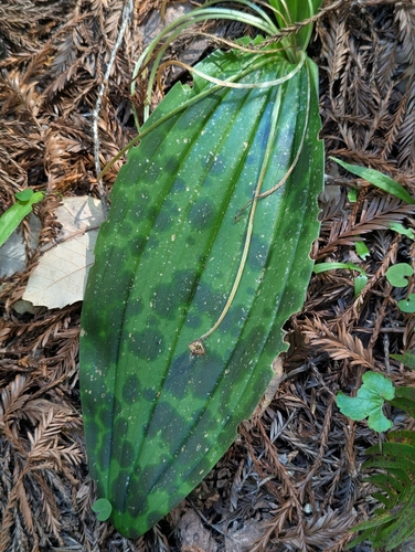 Scoliopus bigelovii, photograph 5