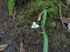 Calochortus tolmiei