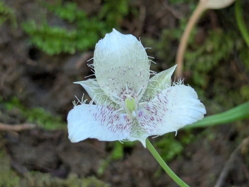 Calochortus tolmiei, photograph 1