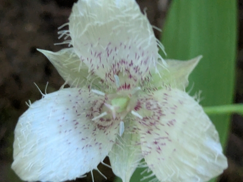 Calochortus tolmiei, photograph 2
