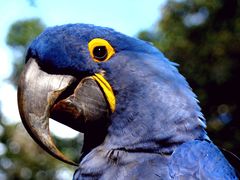 Hyacinth Macaw photo 5