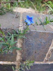 Glandora prostrata