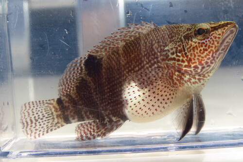 Belted Sandfish (Serranus subligarius) — Serranidae — 5