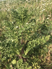 Jacobaea vulgaris