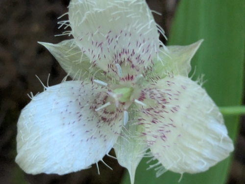 Calochortus tolmiei, photograph 3