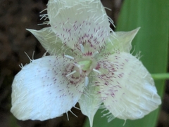 Calochortus tolmiei, photograph (c) Alexander Wentworth, some rights reserved (CC BY)