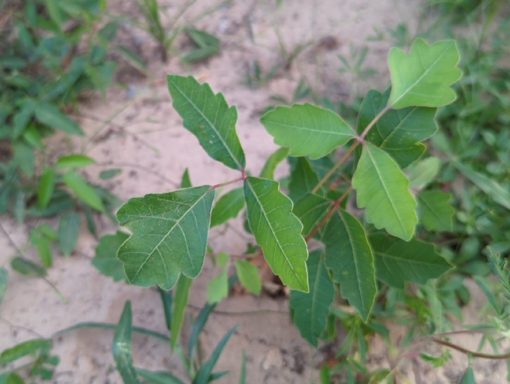 Toxicodendron pubescens; photograph (c) Megan Kossa, some rights reserved (CC BY)