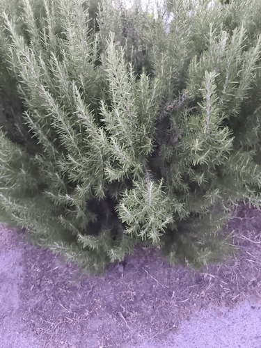 Rosemary
