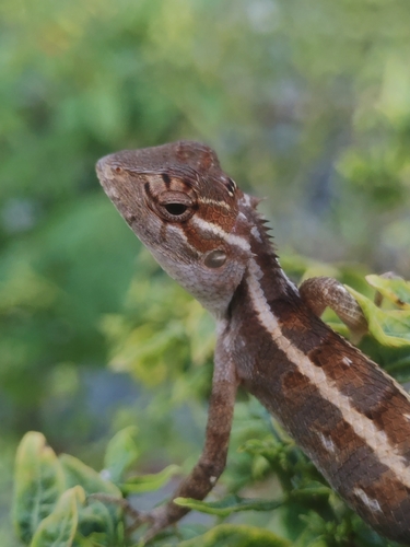 Indian Garden Lizard