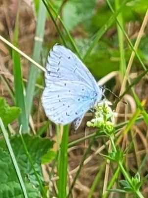 Holly Blue