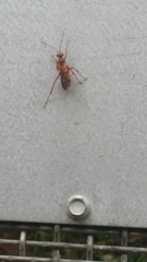 Sphictostethus nitidus