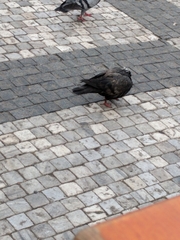 Columba livia domestica