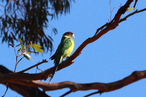 Port Lincoln Ringneck