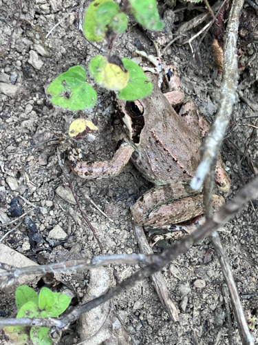 Greek frog, Rana graeca