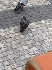 Columba livia domestica