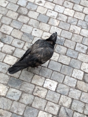 Columba livia domestica