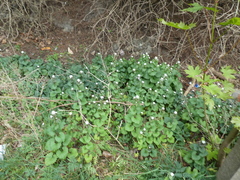 Alliaria petiolata