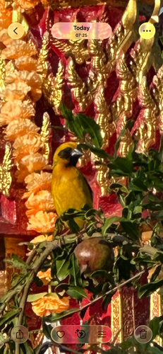 Asian Golden Weaver