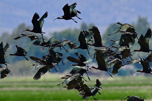 White-faced Ibis