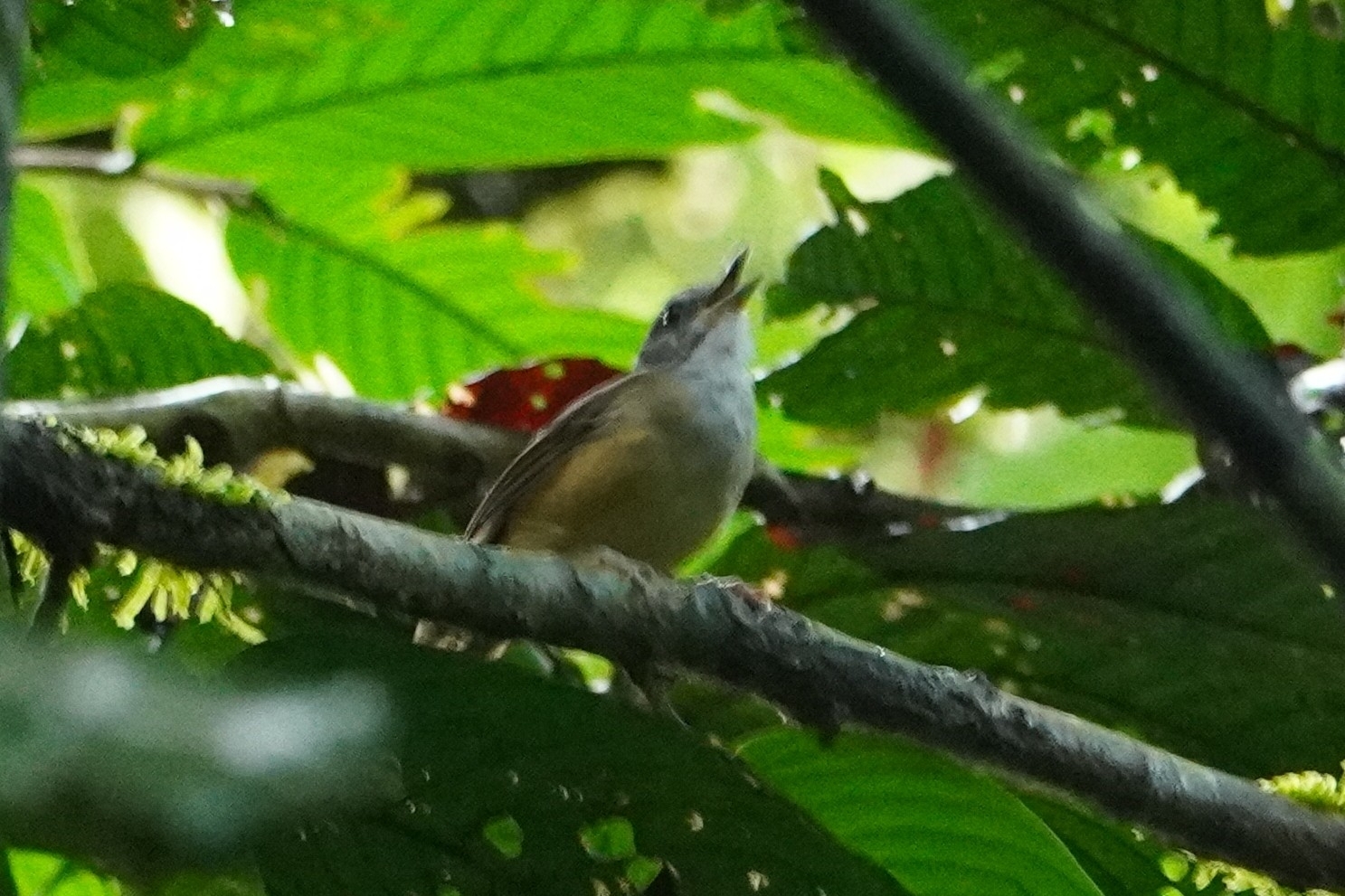 Horsfield's Babbler (Malacocincla sepiaria), photo 1