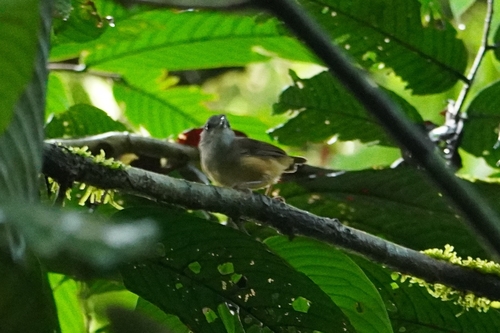 Horsfield's Babbler (Malacocincla sepiaria), photo 2