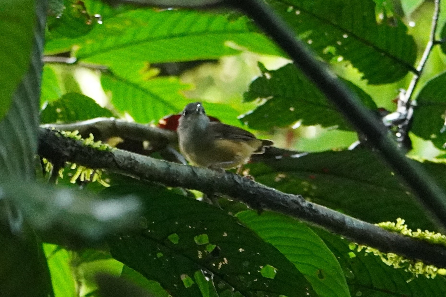 Horsfield's Babbler (Malacocincla sepiaria), photo 2