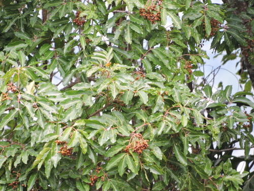 Mauria heterophylla image