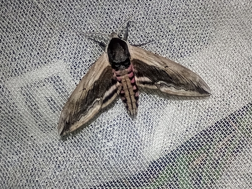 Privet hawk-moth