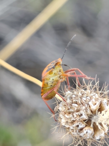 Carpocoris mediterraneus mediterraneus