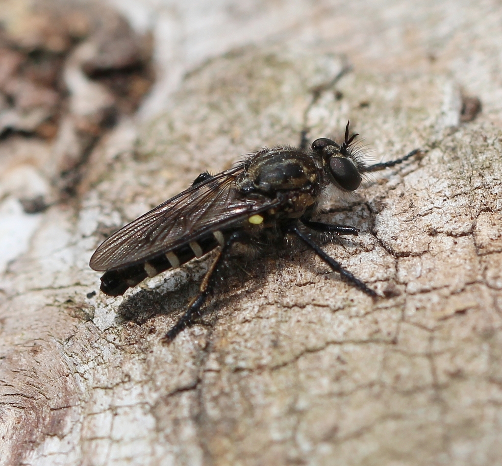 Cyrtopogon lateralis