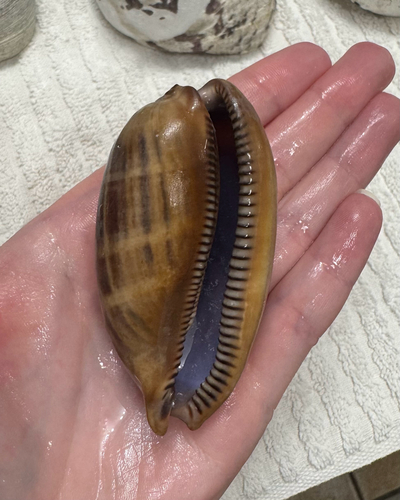Macrocypraea zebra, 2026-07-04
