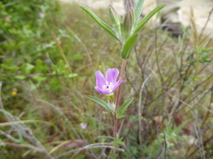 Clarkia lewisii