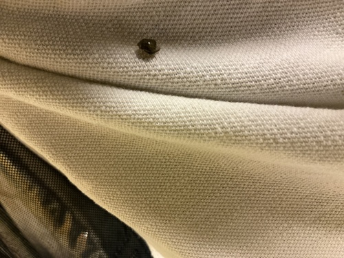 Kudzu Bug