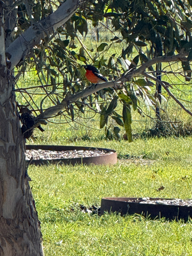 Flame Robin