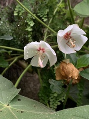 Dombeya burgessiae