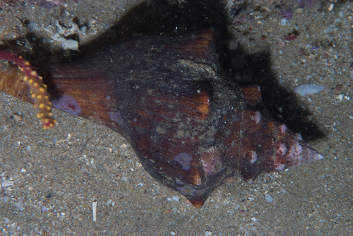 Pleuroploca trapezium observed 2026-05-16