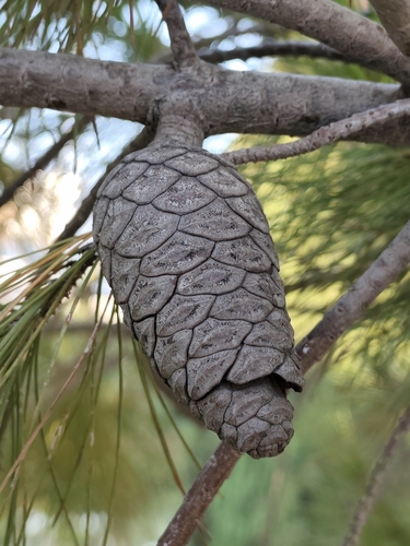 Aleppo pine