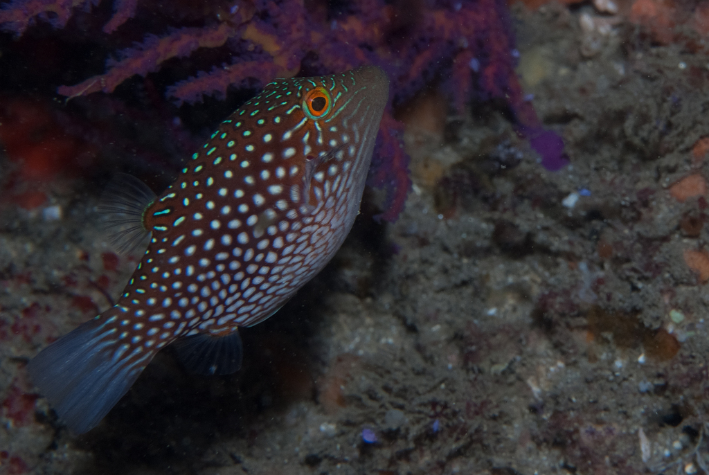 Spotted puffer