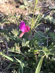 Vicia sativa amphicarpa