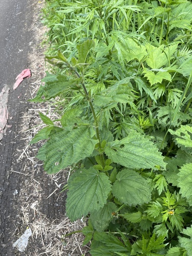 Urtica platyphylla (Urtica platyphylla)