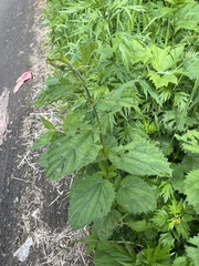 Urtica platyphylla, photograph author not stated, no rights reserved