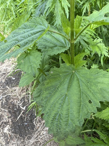 Urtica platyphylla, photograph 4