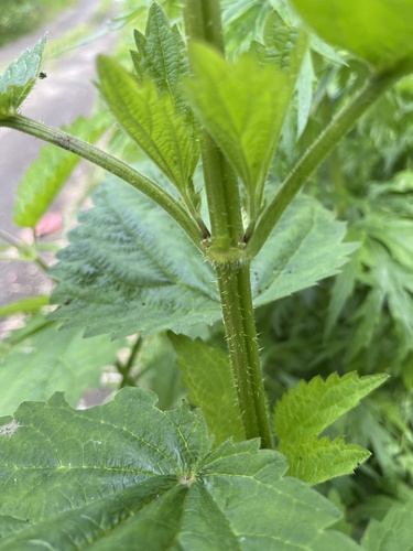 Urtica platyphylla, photograph 5