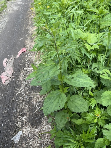 Urtica platyphylla, photograph 6