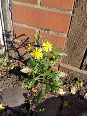 Senecio squalidus