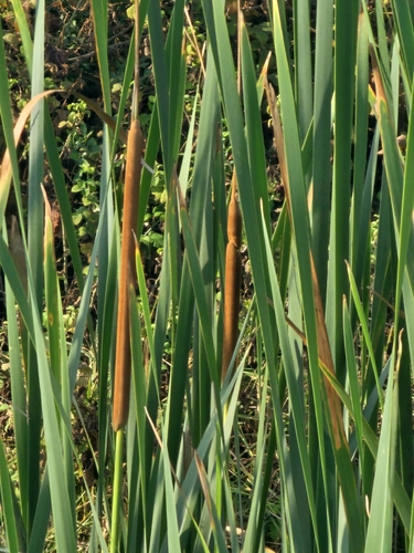 southern cattail