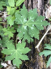 Hydrophyllum appendiculatum