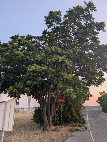 tree-of-heaven