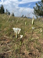 Calochortus nuttallii, photograph (c) Zach Earl, some rights reserved (CC BY)